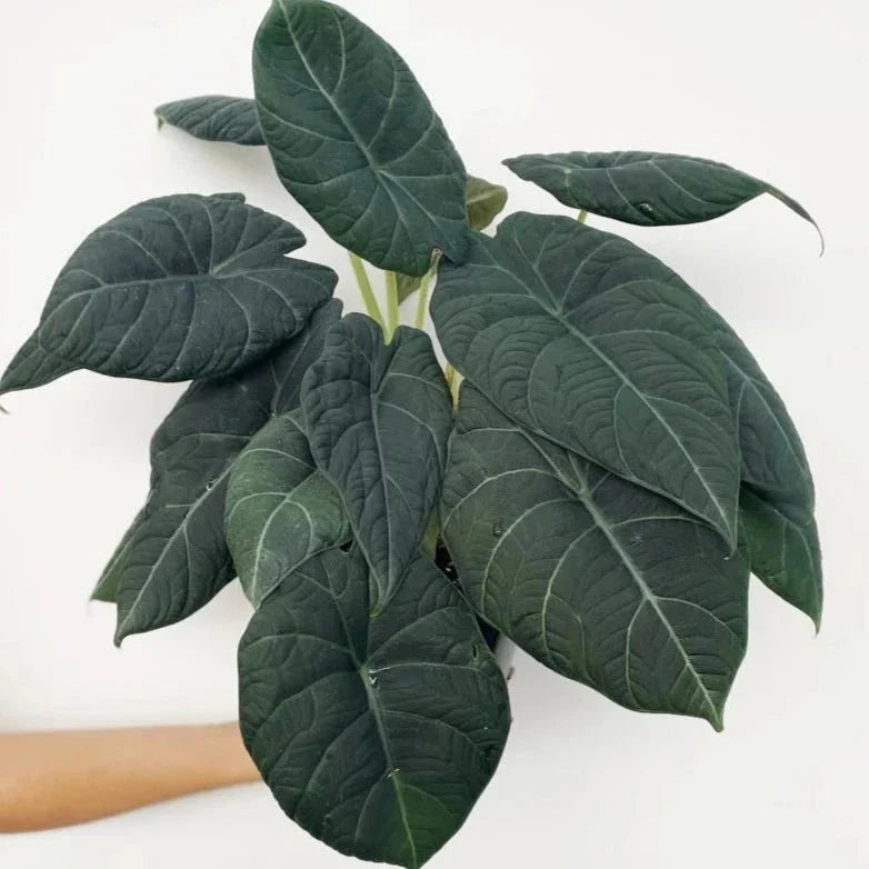  Alocasia Maharani - Grey Dragon Alocasia - 4.5 Inch