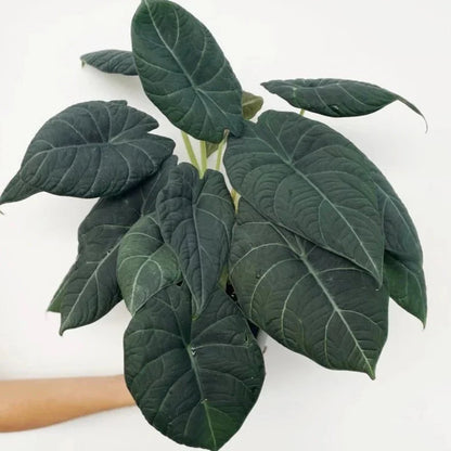  Alocasia Maharani - Grey Dragon Alocasia - 4.5 Inch