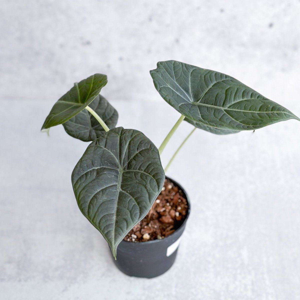  Alocasia Maharani - Grey Dragon Alocasia - 4.5 Inch