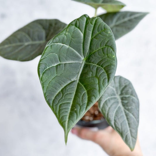  Alocasia Maharani - Grey Dragon Alocasia - 4.5 Inch