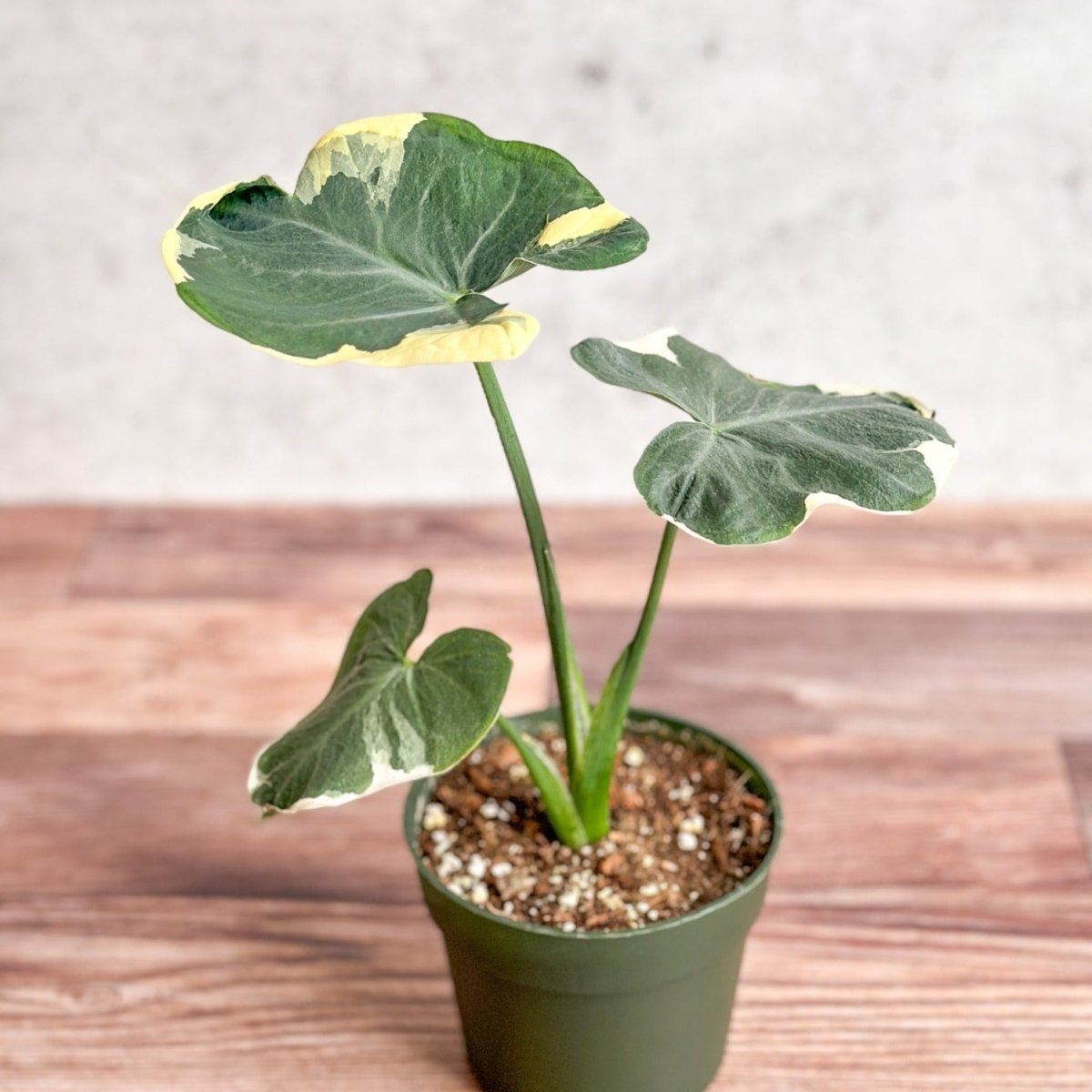  Xanthosoma Sagittifolium 'Mickey Mouse'