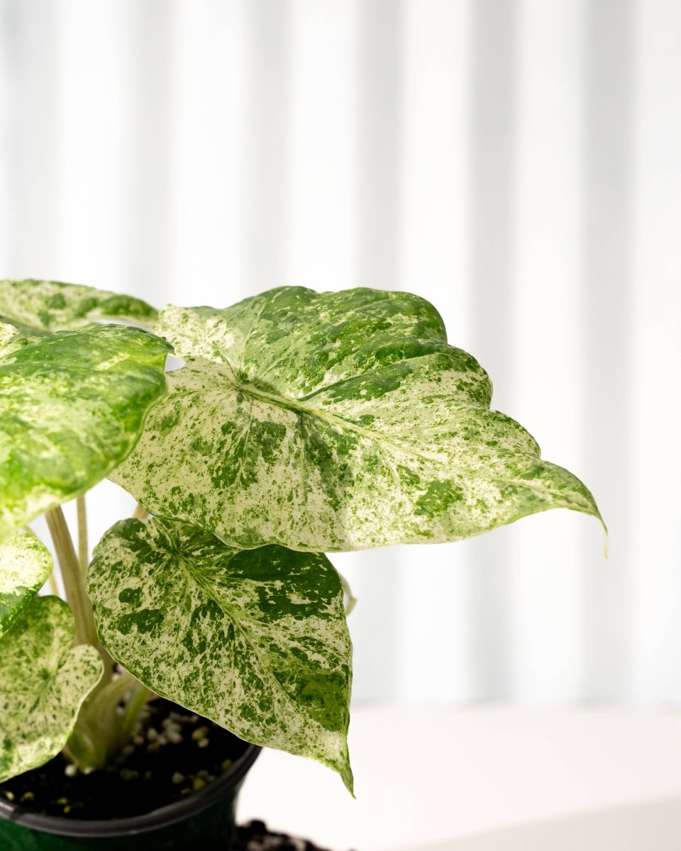  Alocasia ‘Odora Batik’ – Rare Elephant Ear With Batik Pattern