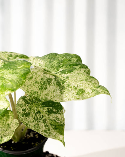  Alocasia ‘Odora Batik’ – Rare Elephant Ear With Batik Pattern