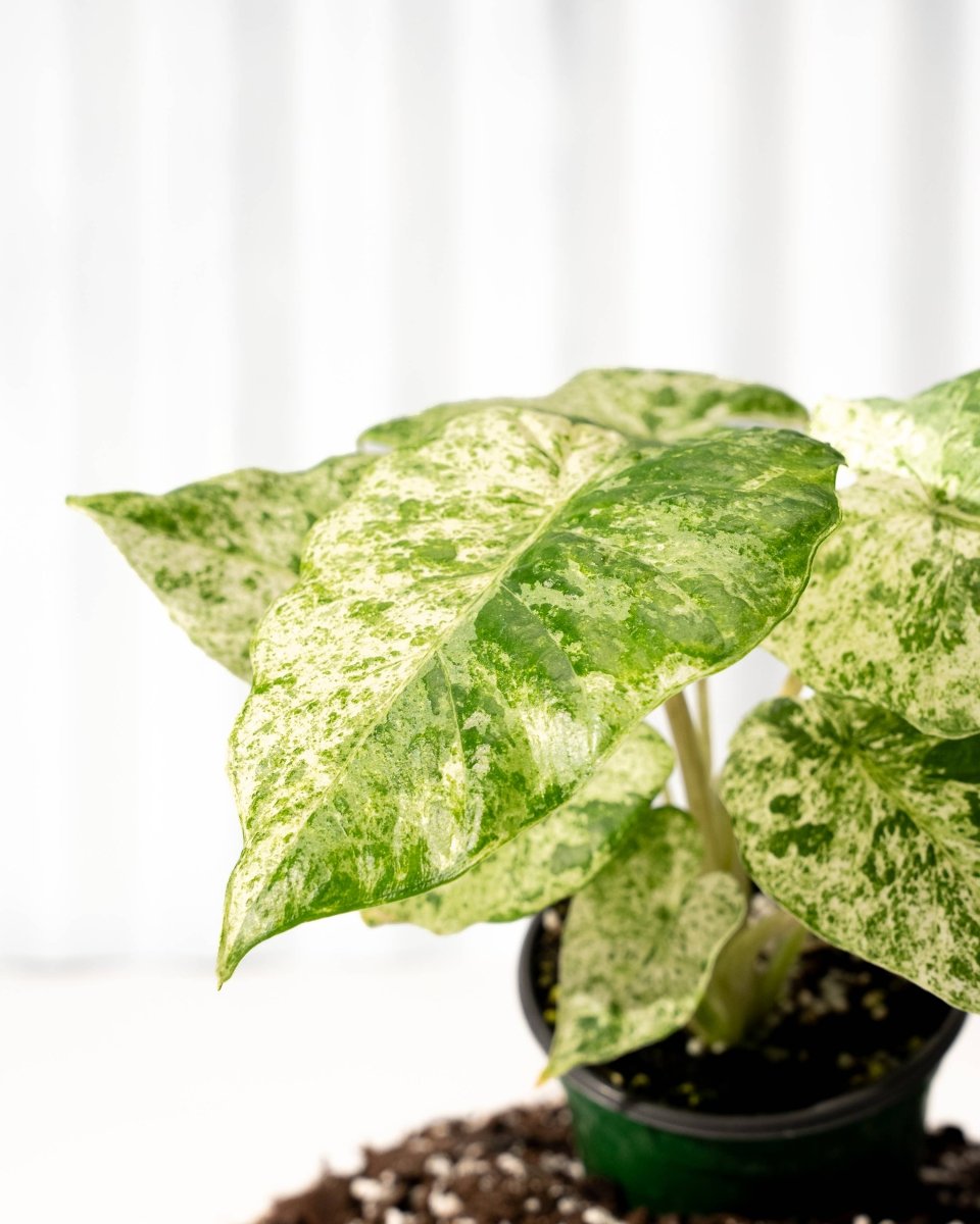  Alocasia ‘Odora Batik’ – Rare Elephant Ear With Batik Pattern