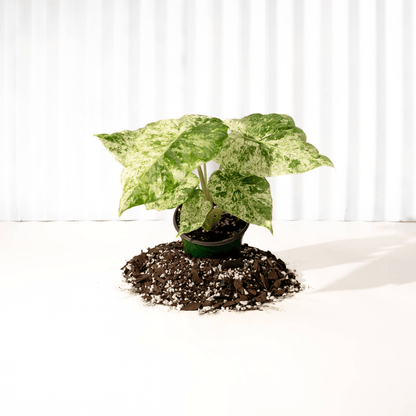  Alocasia ‘Odora Batik’ – Rare Elephant Ear With Batik Pattern