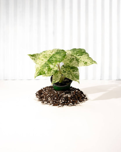 Alocasia ‘Odora Batik’ – Rare Elephant Ear With Batik Pattern