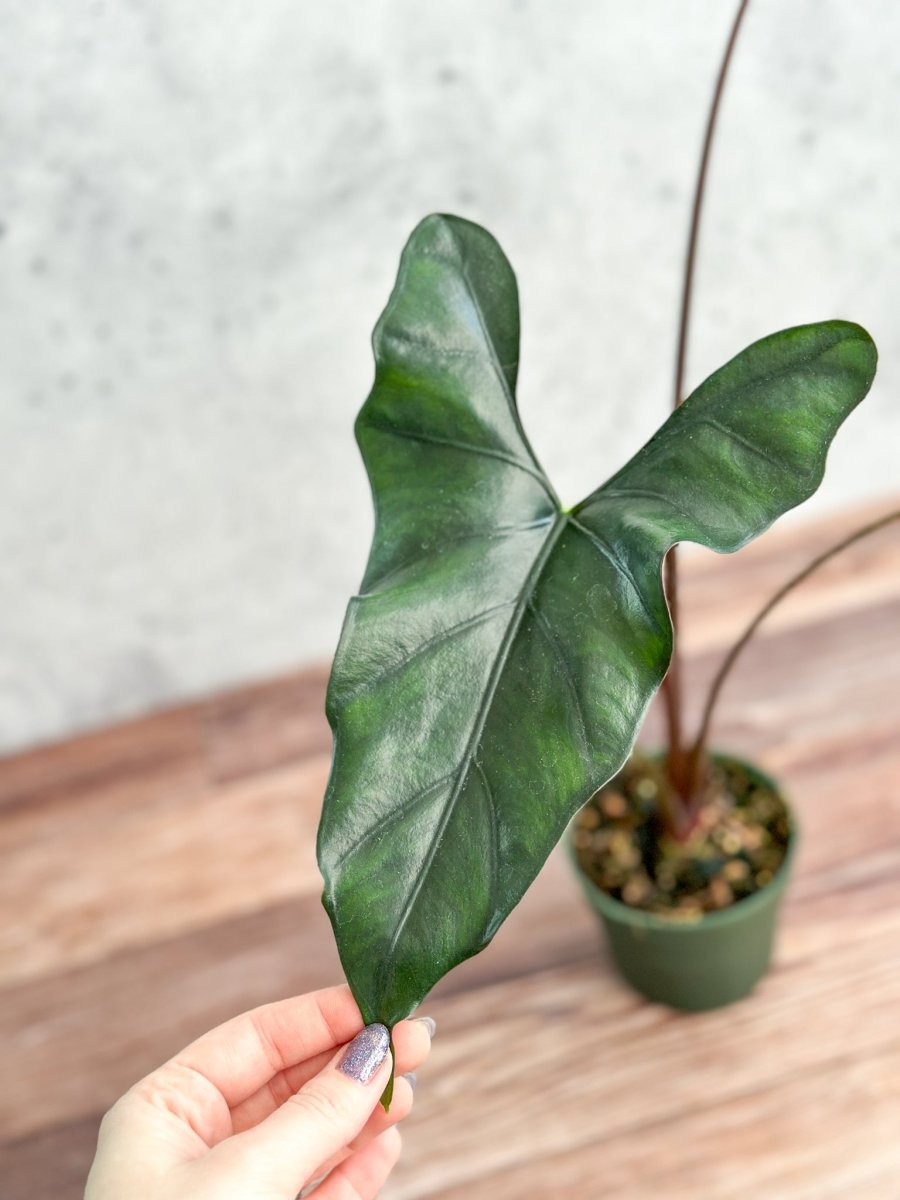  Alocasia Priceps 'Purple Cloak' - Purple Cloak Elephant Ear - 6 Inch