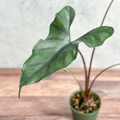  Alocasia Priceps 'Purple Cloak' - Purple Cloak Elephant Ear - 6 Inch