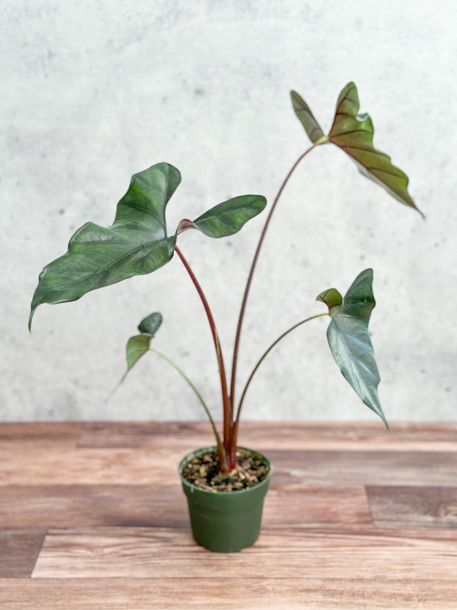  Alocasia Priceps 'Purple Cloak' - Purple Cloak Elephant Ear - 6 Inch