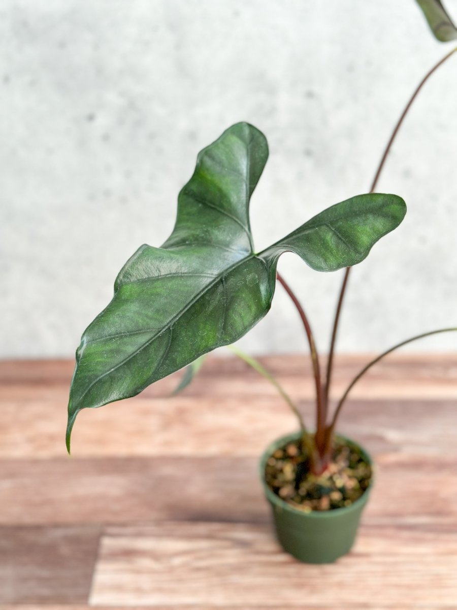  Alocasia Priceps 'Purple Cloak' - Purple Cloak Elephant Ear - 6 Inch