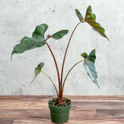  Alocasia Priceps 'Purple Cloak' - Purple Cloak Elephant Ear - 6 Inch