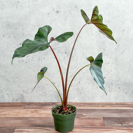  Alocasia Priceps 'Purple Cloak' - Purple Cloak Elephant Ear - 6 Inch