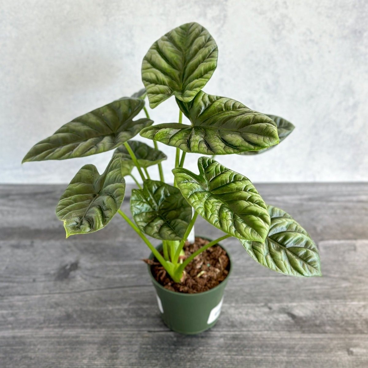  Alocasia 'Quilted Dreams' - 4 Inch