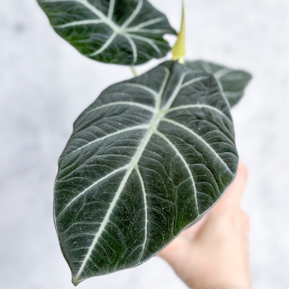  Alocasia Reginula 'Black Velvet'