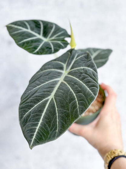  Alocasia Reginula 'Black Velvet'