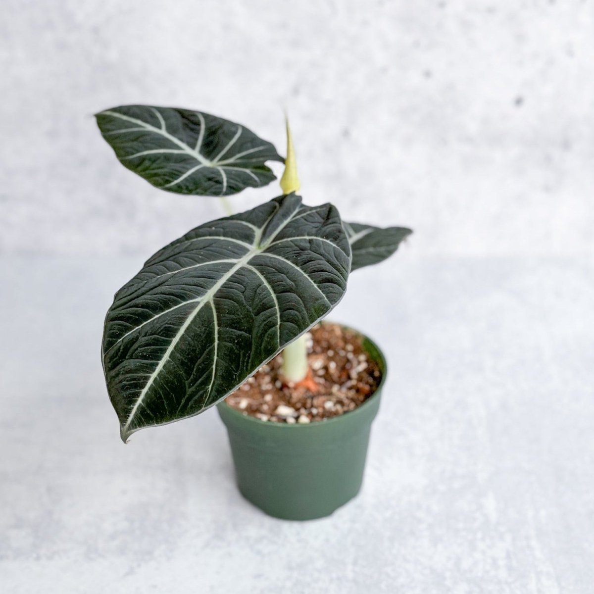  Alocasia Reginula 'Black Velvet'