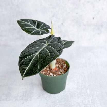  Alocasia Reginula 'Black Velvet'