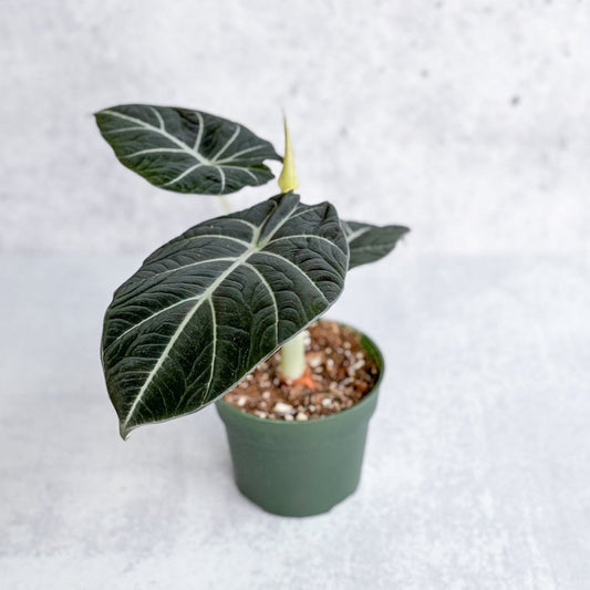  Alocasia Reginula 'Black Velvet'