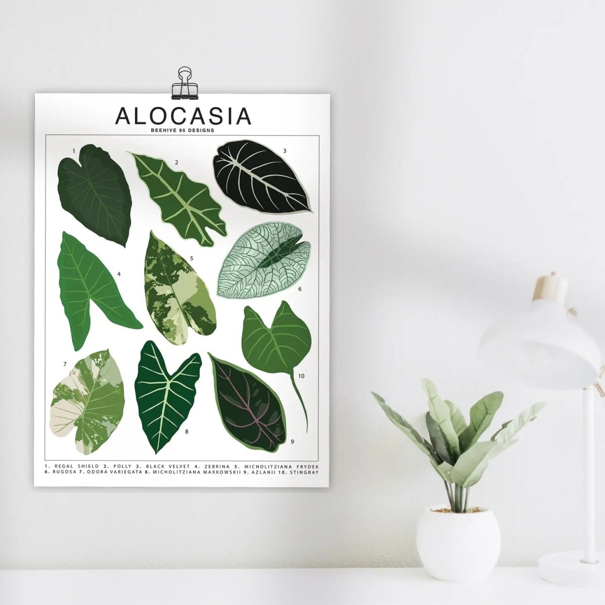  Alocasia Species ID Chart - Botanical Houseplant Art Print