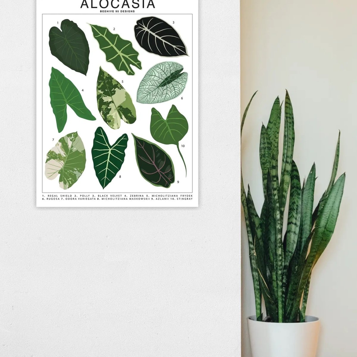  Alocasia Species ID Chart - Botanical Houseplant Art Print