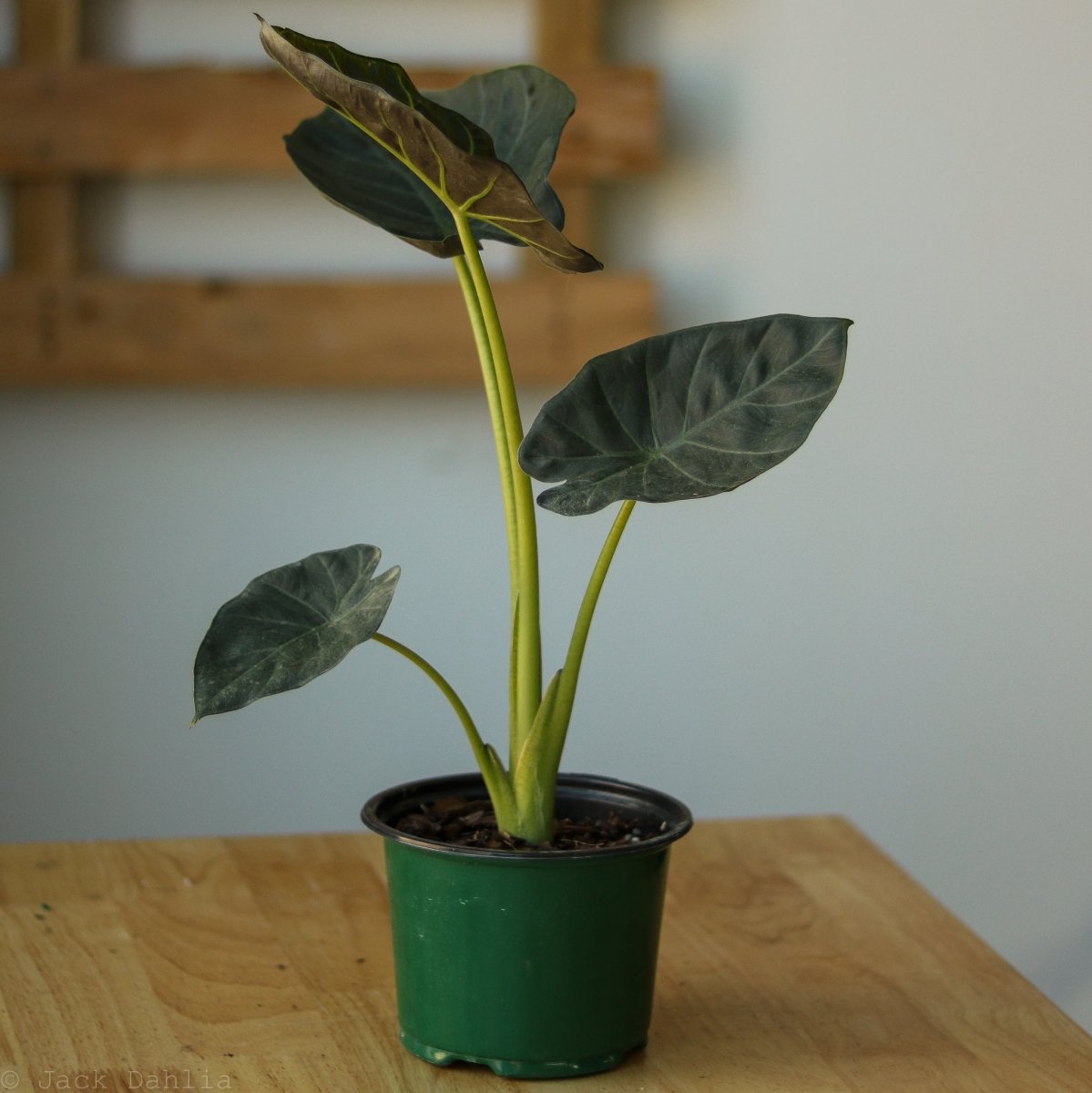  Alocasia X ‘Regal Shield’ - Regal Shield Alocasia