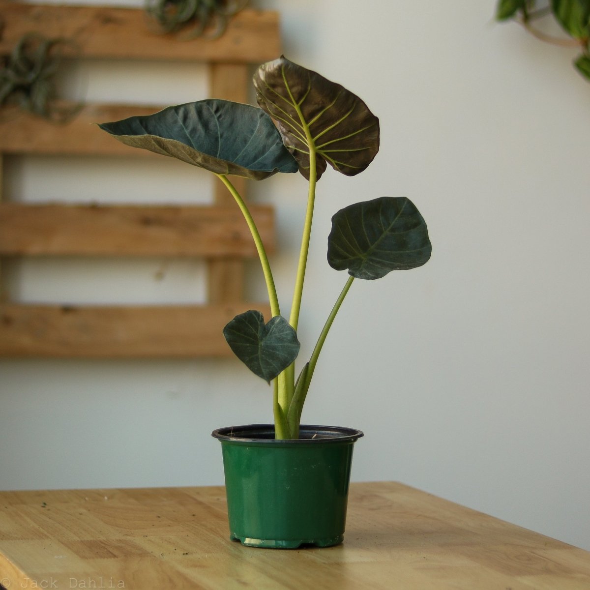  Alocasia X ‘Regal Shield’ - Regal Shield Alocasia
