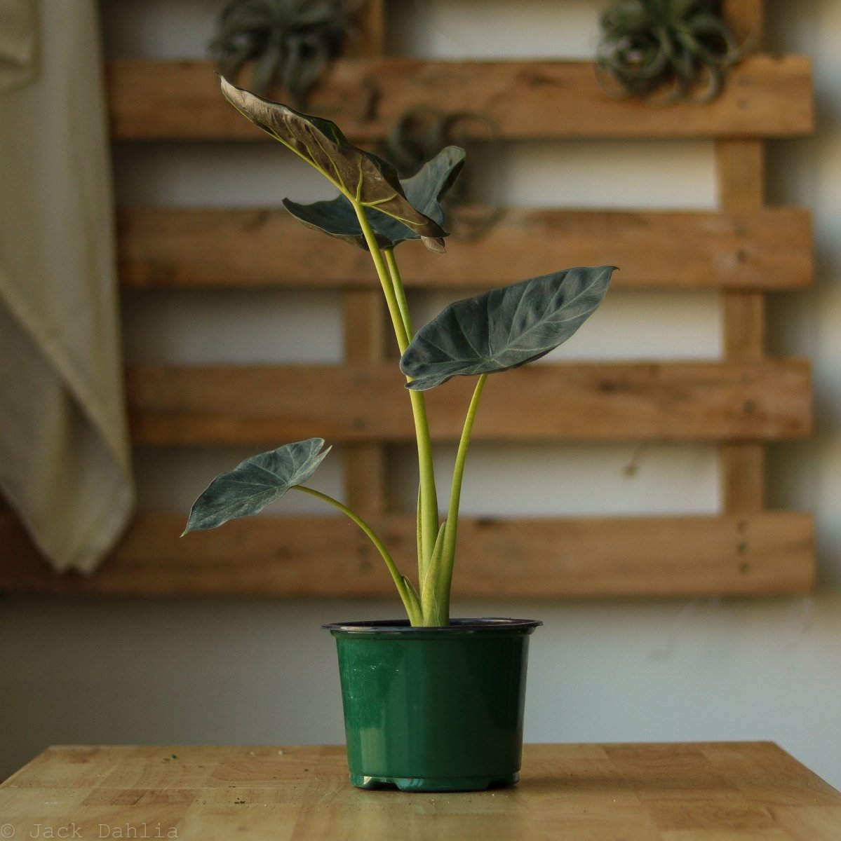  Alocasia X ‘Regal Shield’ - Regal Shield Alocasia