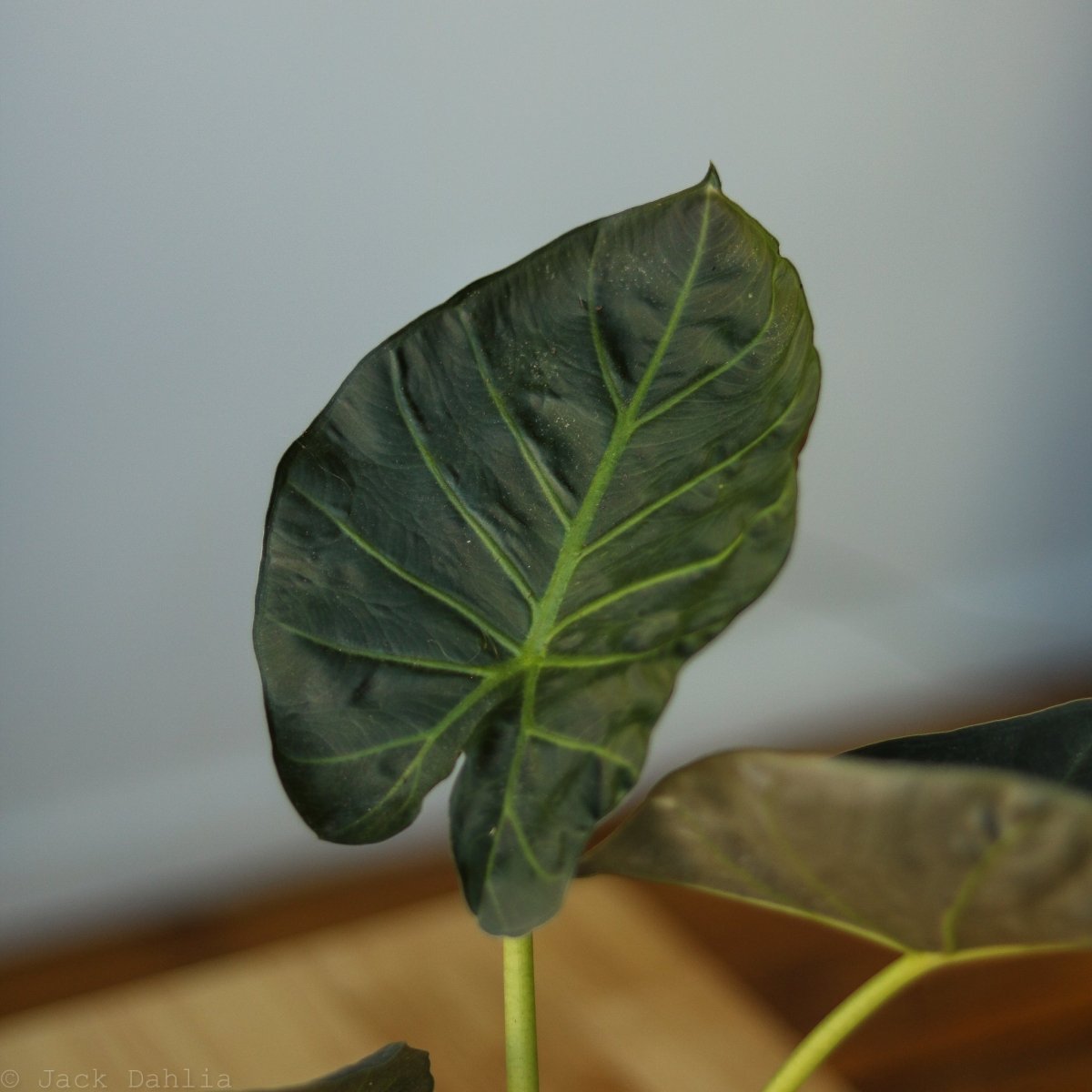  Alocasia X ‘Regal Shield’ - Regal Shield Alocasia