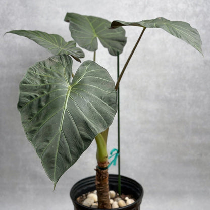  Alocasia X ‘Regal Shield’ - Regal Shield Alocasia