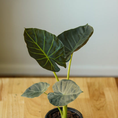  Alocasia X ‘Regal Shield’ - Regal Shield Alocasia