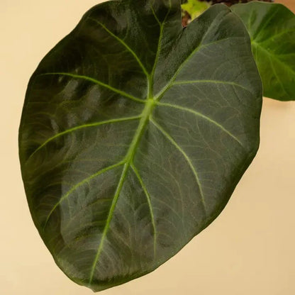  Alocasia X ‘Regal Shield’ - Regal Shield Alocasia