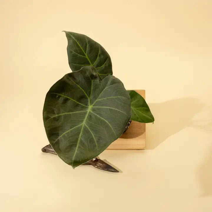  Alocasia X ‘Regal Shield’ - Regal Shield Alocasia