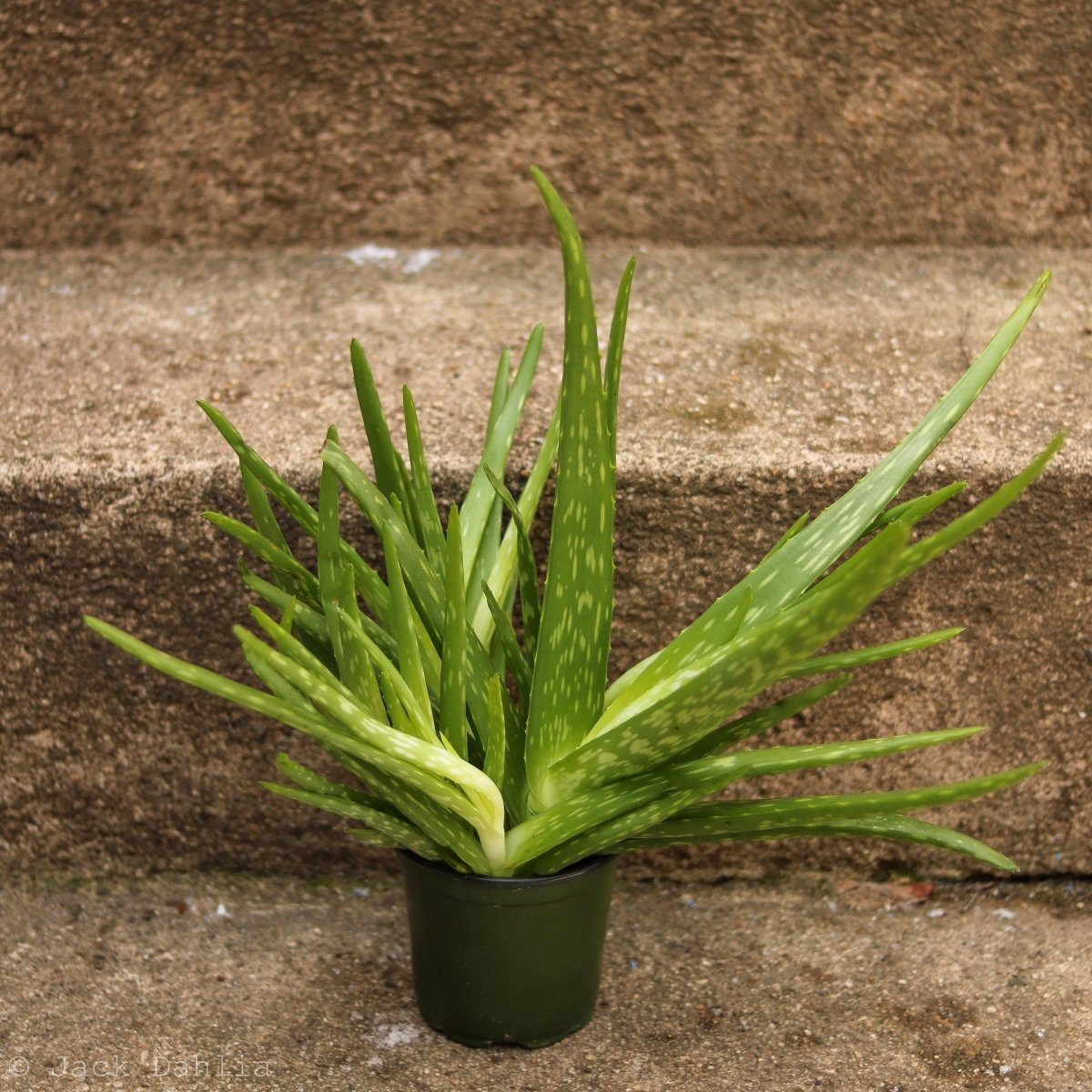  Aloe Barbadensis Miller 'Aloe Vera'