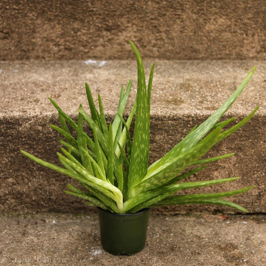  Aloe Barbadensis Miller 'Aloe Vera'