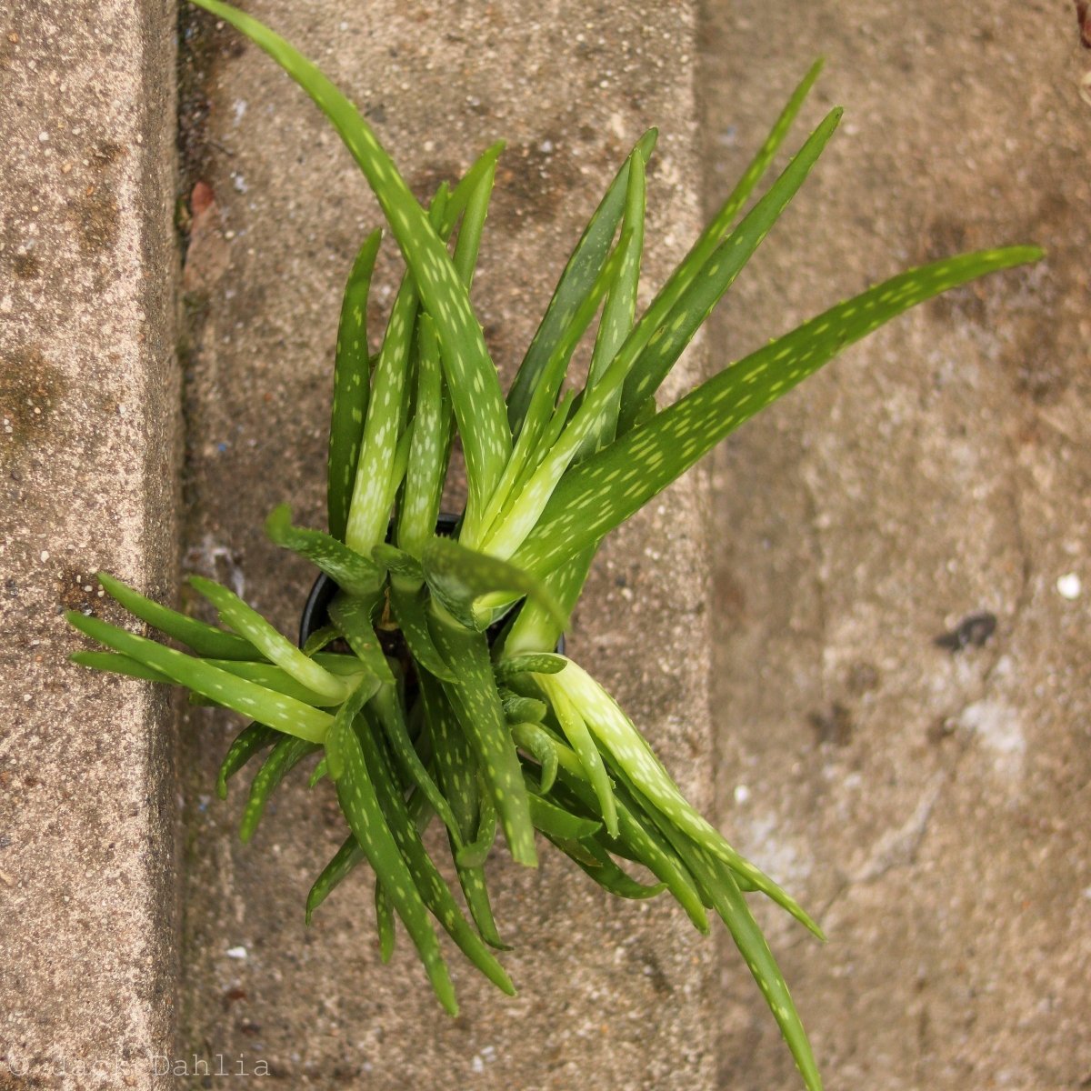  Aloe Barbadensis Miller 'Aloe Vera'
