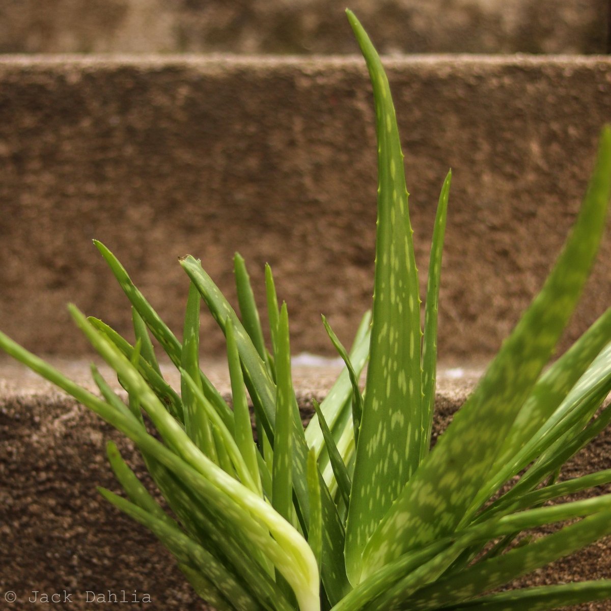  Aloe Barbadensis Miller 'Aloe Vera'