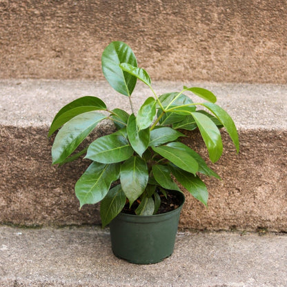  Alpine Schefflera ‘Umbrella Tree'