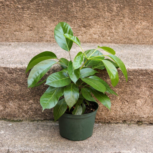  Alpine Schefflera ‘Umbrella Tree'