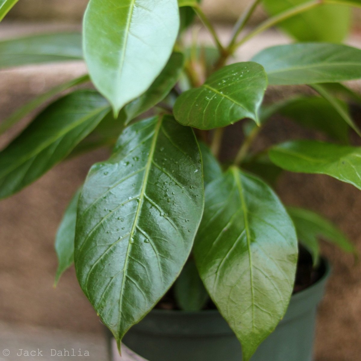  Alpine Schefflera ‘Umbrella Tree'