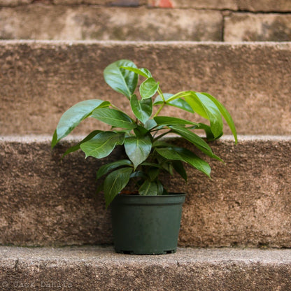  Alpine Schefflera ‘Umbrella Tree'