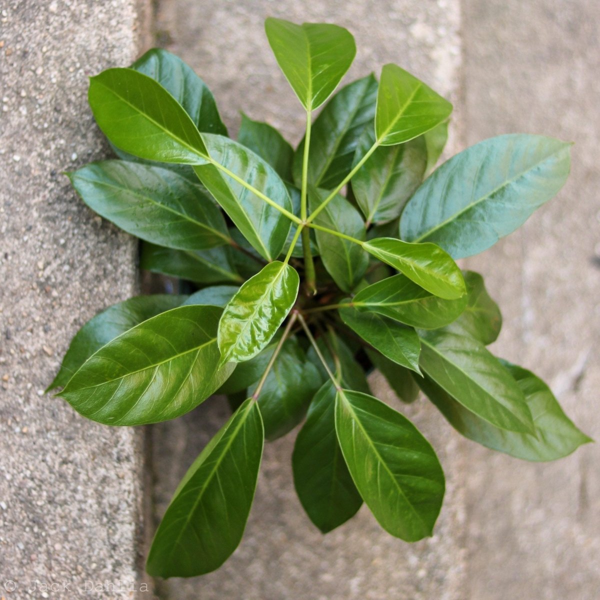  Alpine Schefflera ‘Umbrella Tree'