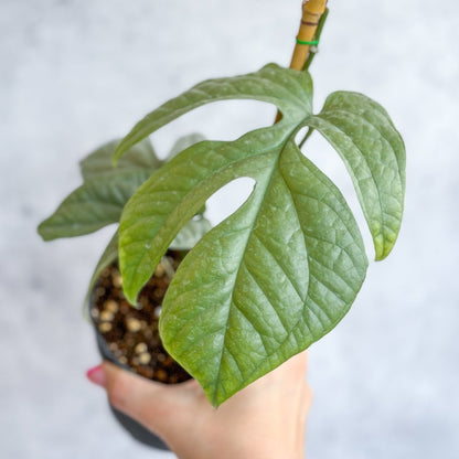  Amydrium Medium 'Silver Spiderman' - Silver Spiderman False Monstera - 4 Inch