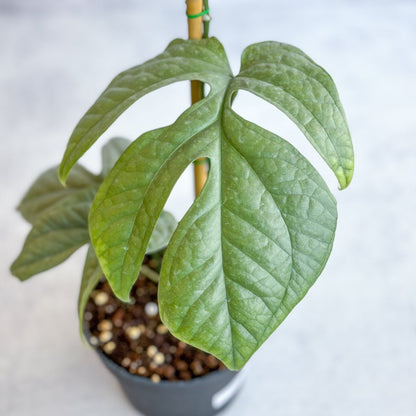  Amydrium Medium 'Silver Spiderman' - Silver Spiderman False Monstera - 4 Inch