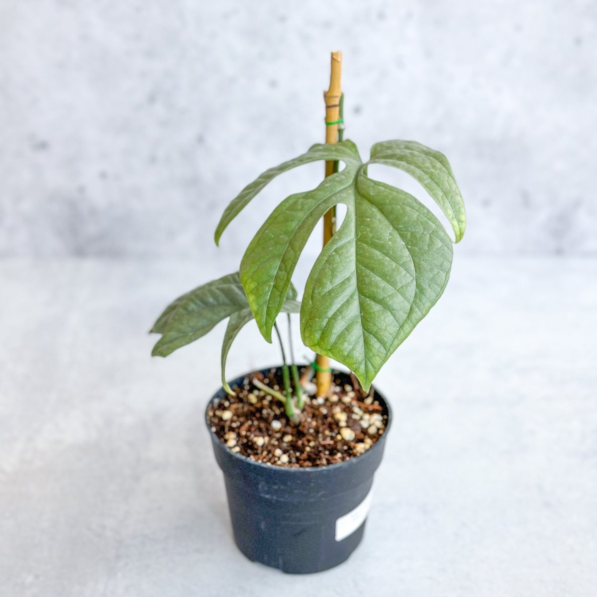  Amydrium Medium 'Silver Spiderman' - Silver Spiderman False Monstera - 4 Inch