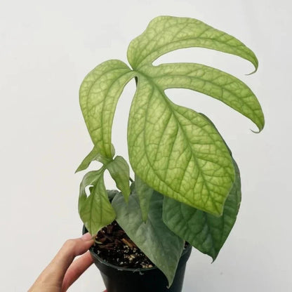  Amydrium Medium 'Silver Spiderman' - Silver Spiderman False Monstera - 4 Inch