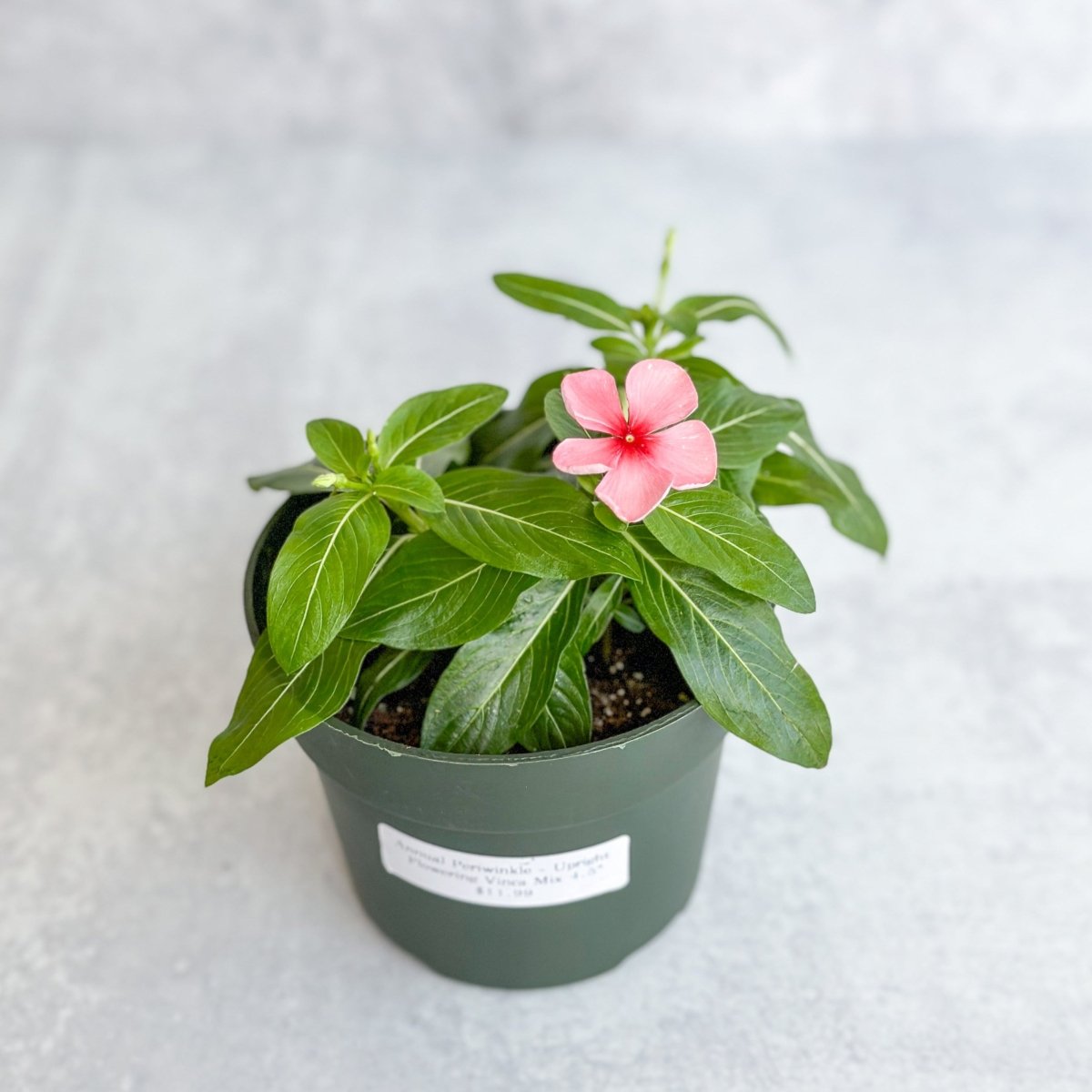  Annual Periwinkle - Upright Flowering Vinca Mix