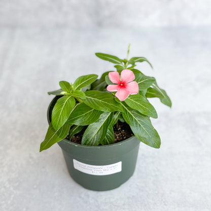  Annual Periwinkle - Upright Flowering Vinca Mix