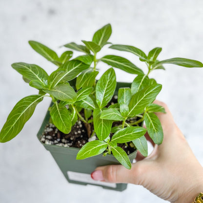  Annual Periwinkle - Upright Flowering Vinca Mix