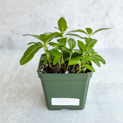  Annual Periwinkle - Upright Flowering Vinca Mix