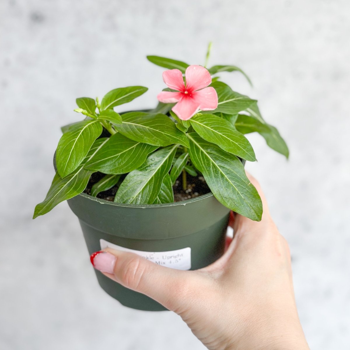  Annual Periwinkle - Upright Flowering Vinca Mix